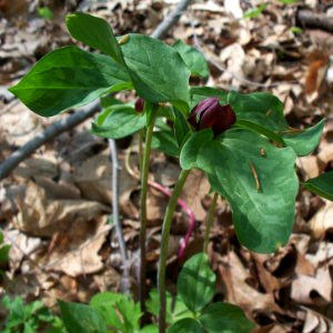 Trillium recurvatum, 2015-05-06, Bird Park, 01