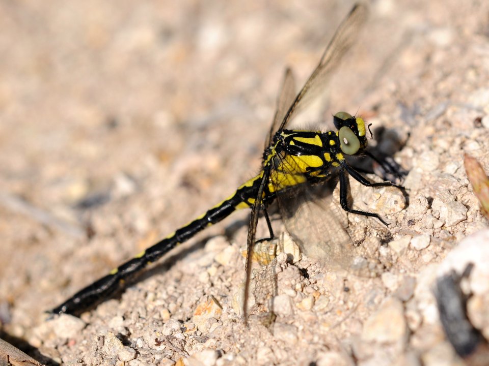 Trigomphus citimus tabei(Male,Japan,2018.04.18)