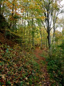 Treseburg Waldweg (5)