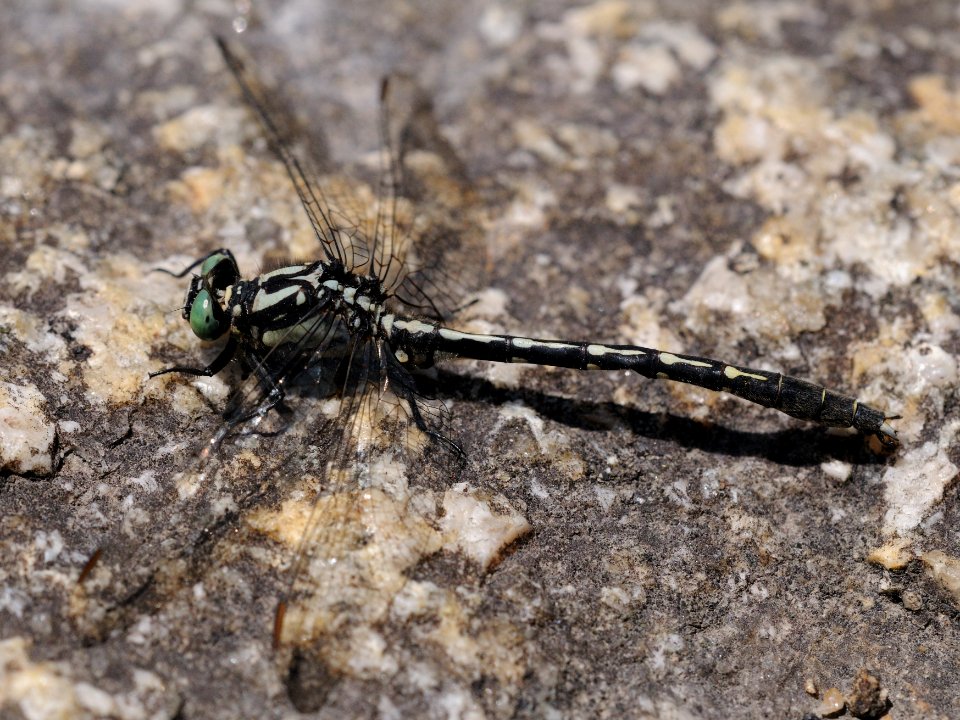 Trigomphus ogumai(Male,Japan,2018.05.05)