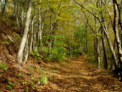 Treseburg Waldweg (3)