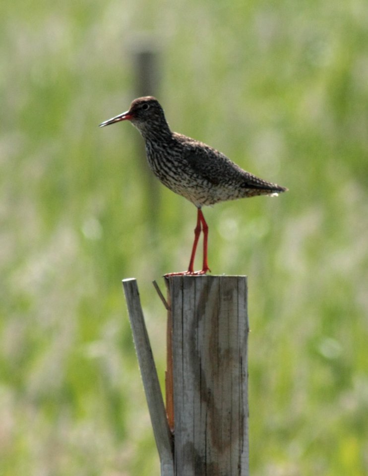 Tringa totanus Oulu 20140701 02