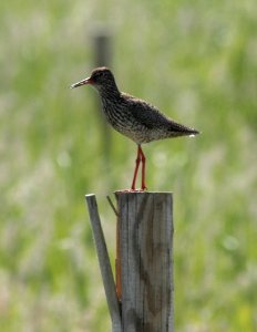 Tringa totanus Oulu 20140701 02