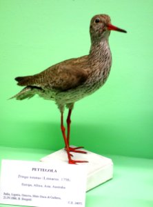 Tringa totanus - Museo Civico di Storia Naturale Giacomo Doria - Genoa, Italy - DSC03113