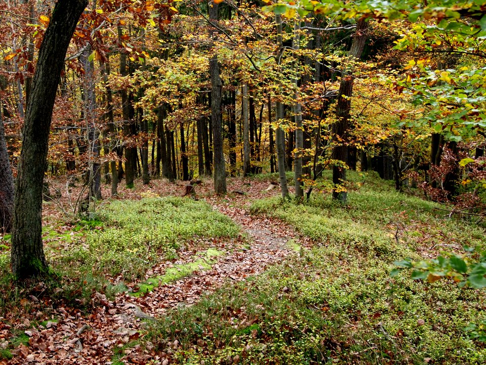 Treseburg Waldweg (11)