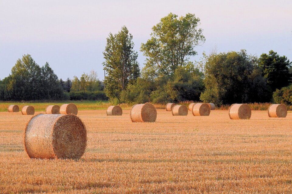 Harvested agriculture straw