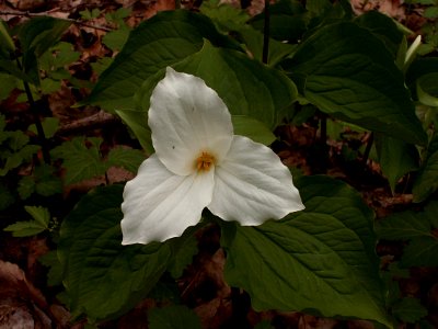 Trillium grandiflorum, 2015-04-25, Fox Chapel, 05