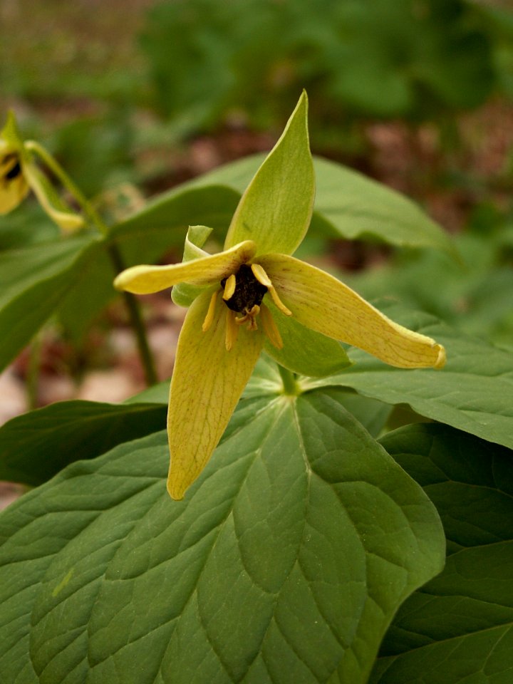 Trillium erectum, yellow form, 2015-05-01, Trillium Trail, 02