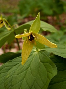 Trillium erectum, yellow form, 2015-05-01, Trillium Trail, 02