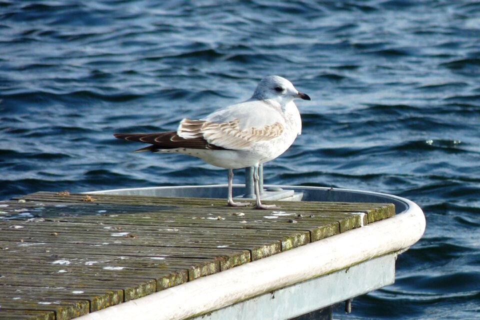 Bird white holidays