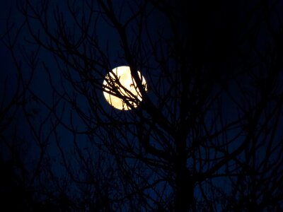 Night sky moon and tree moon and sky