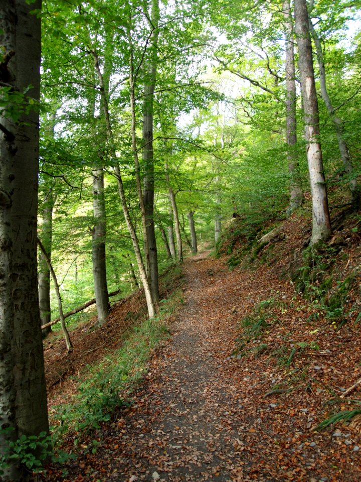 Treseburg Weisser Hirsch (5)