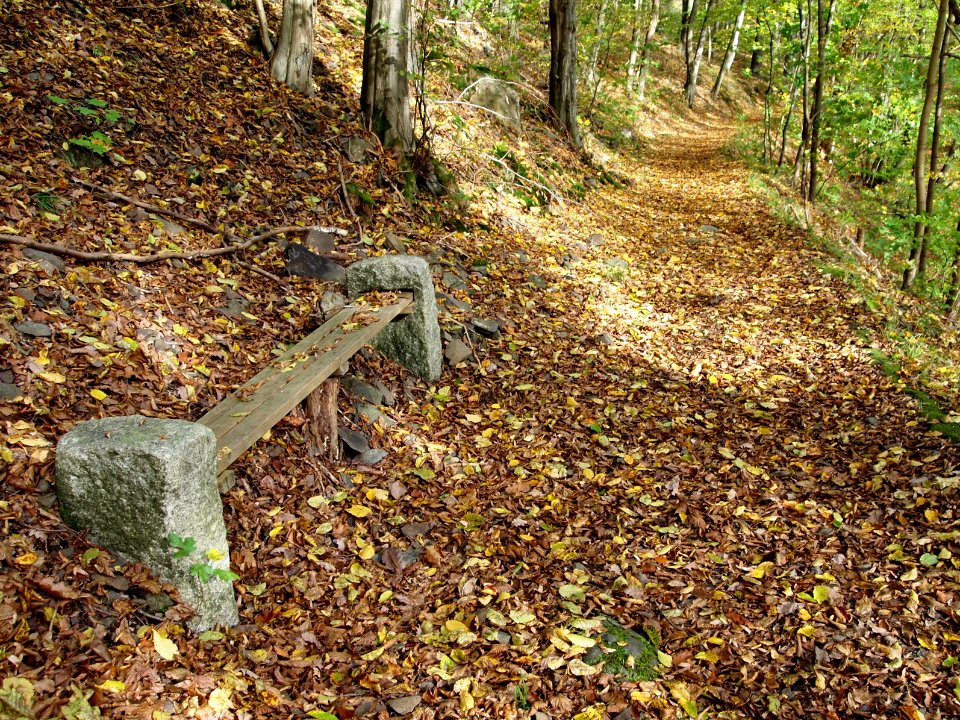 Treseburg Waldweg Bank (4)