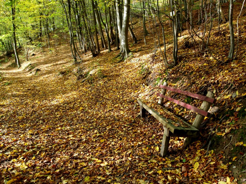 Treseburg Waldweg Bank (5)