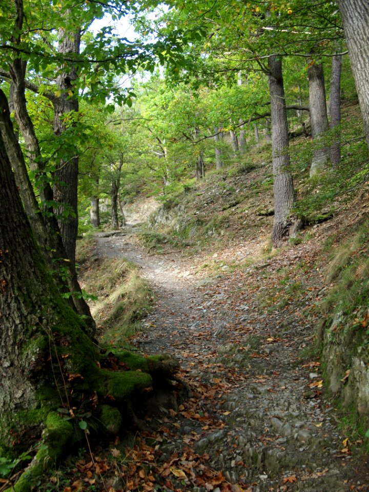 Treseburg Weisser Hirsch (7)