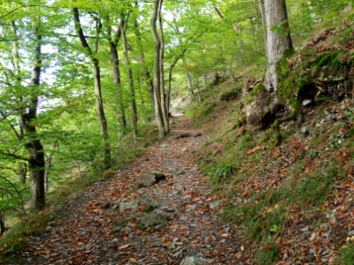 Treseburg Weisser Hirsch (6)