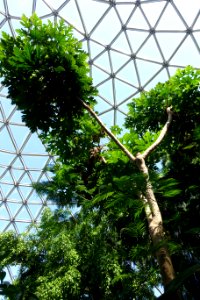 Trevesia palmata - Bloedel Floral Conservatory, Queen Elizabeth Park - Vancouver, Canada - DSC07492