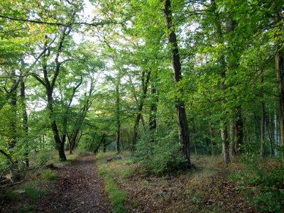 Treseburg Weisser Hirsch (10)