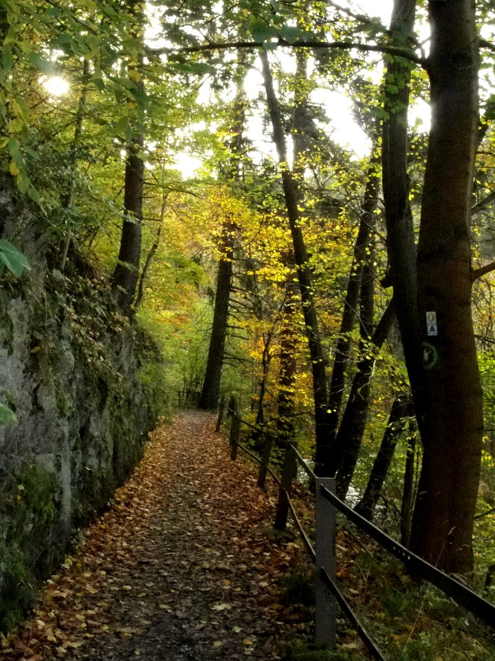 Treseburg Waldweg (12)