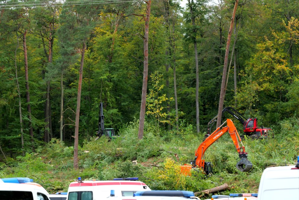 Tree cutting at Maulbach forest 2020-10-05 19
