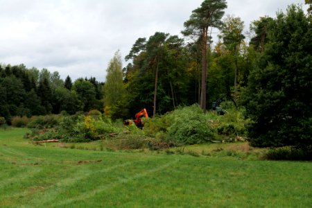 Tree cutting at Maulbach forest 2020-10-05 03