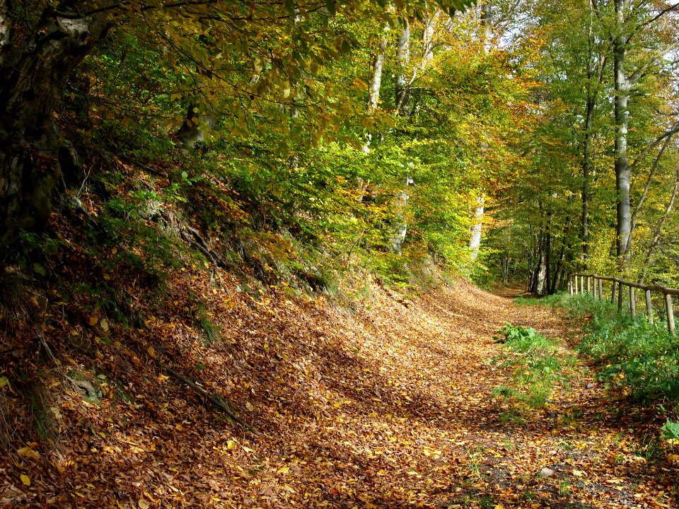 Treseburg Waldweg