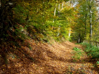Treseburg Waldweg