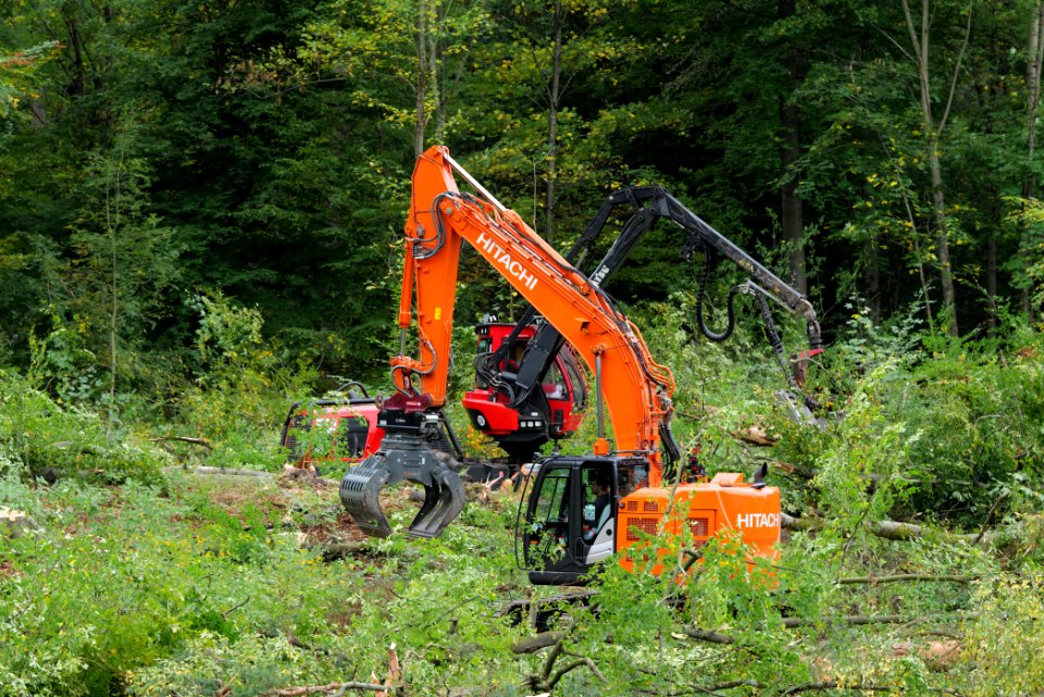 Tree cutting at Maulbach forest 2020-10-05 33