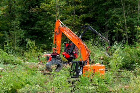 Tree cutting at Maulbach forest 2020-10-05 33
