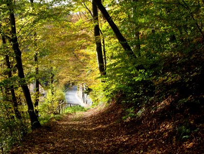 Treseburg Waldweg (2)