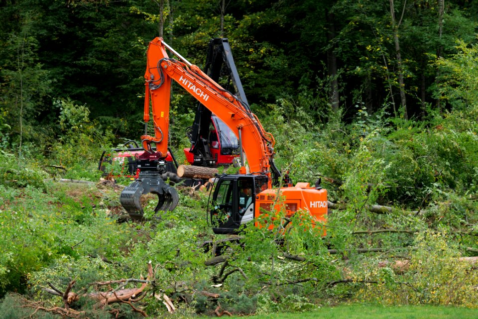 Tree cutting at Maulbach forest 2020-10-05 32
