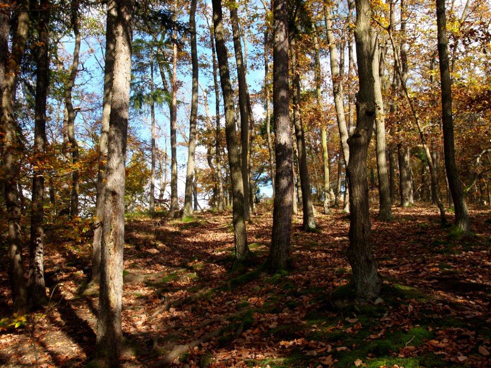 Treseburg Waldweg (10)