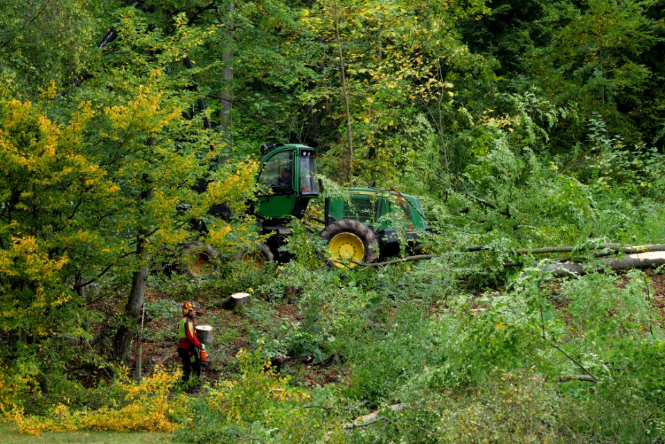 Tree cutting at Maulbach forest 2020-10-05 29