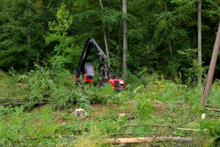 Tree cutting at Maulbach forest 2020-10-05 24
