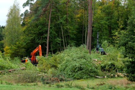 Tree cutting at Maulbach forest 2020-10-05 07