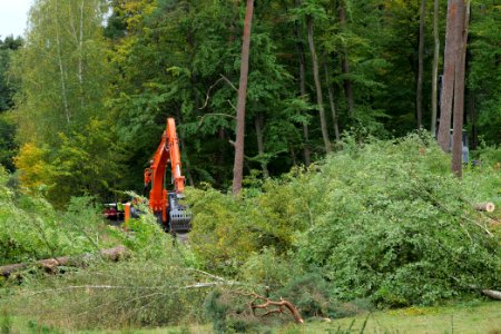 Tree cutting at Maulbach forest 2020-10-05 11