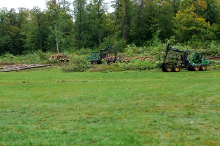 Tree cutting at Maulbach forest 2020-10-06 15