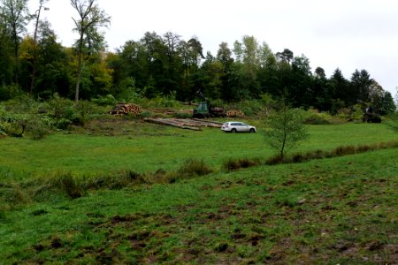 Tree cutting at Maulbach forest 2020-10-06 09