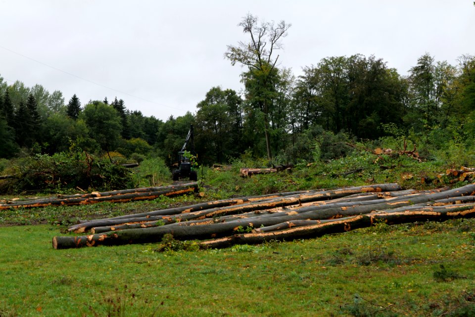 Tree cutting at Maulbach forest 2020-10-06 03