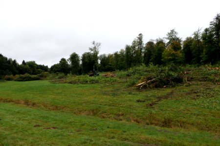 Tree cutting at Maulbach forest 2020-10-06 04