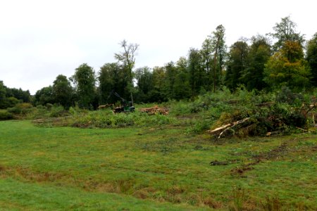 Tree cutting at Maulbach forest 2020-10-06 06
