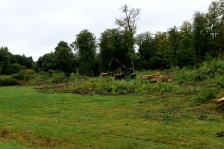 Tree cutting at Maulbach forest 2020-10-06 07
