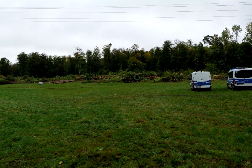Tree cutting at Maulbach forest 2020-10-06 16