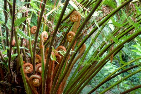 Tree fern - Trewidden Garden - Cornwall, England - DSC02160