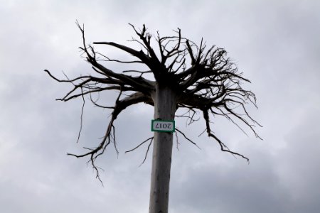 Tree art next to Hornisgrindeturm 2020-03-14 01