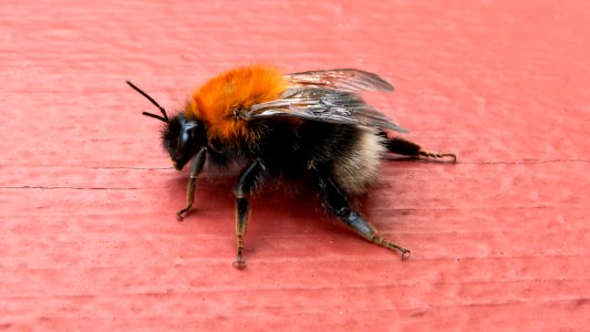Tree bumblebee on a handrail