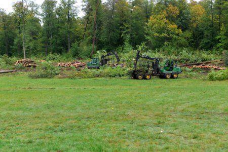 Tree cutting at Maulbach forest 2020-10-06 14