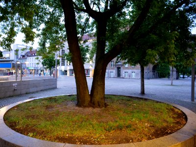Tree at U Rathaus Spandau 2019-06-16 01