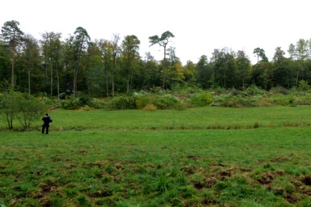 Tree cutting at Maulbach forest 2020-10-05 40