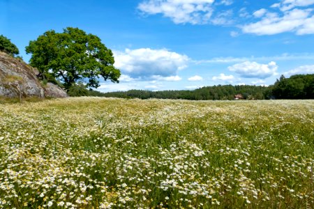 Tree and wheat field in Röe 2 photo